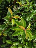 Prunus lusitanica AGM  25L Pot 140-160cm