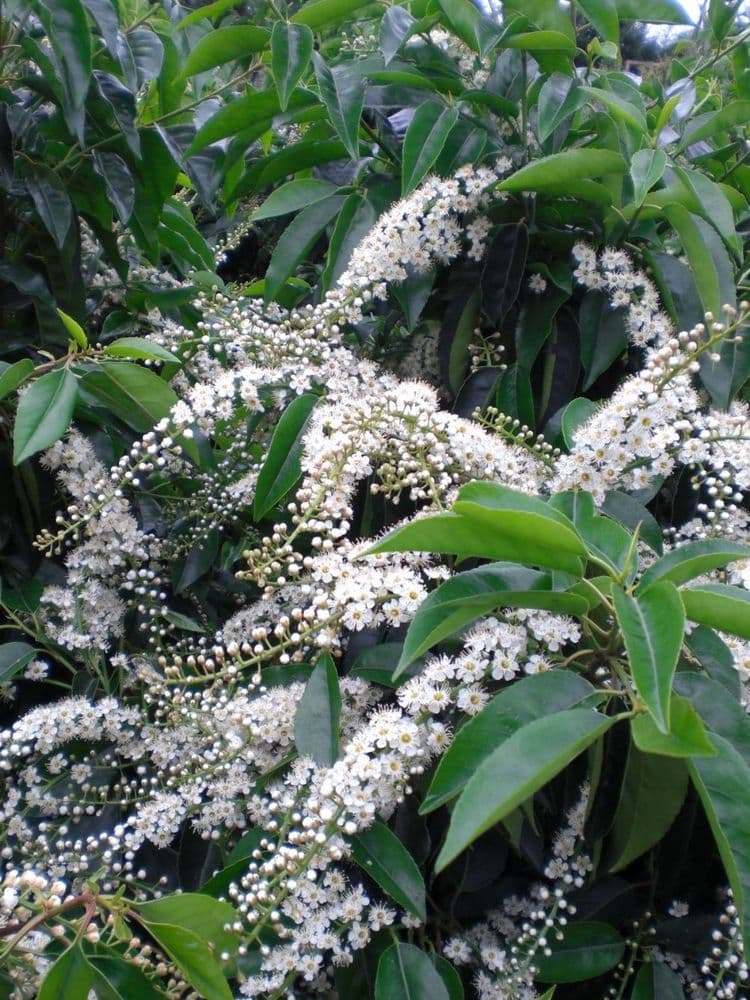 Prunus lusitanica AGM  25L Pot 140-160cm