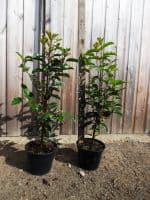 Prunus lusitanica AGM  2L Pot 50-60cm