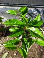 Prunus lusitanica AGM  2L Pot 50-60cm