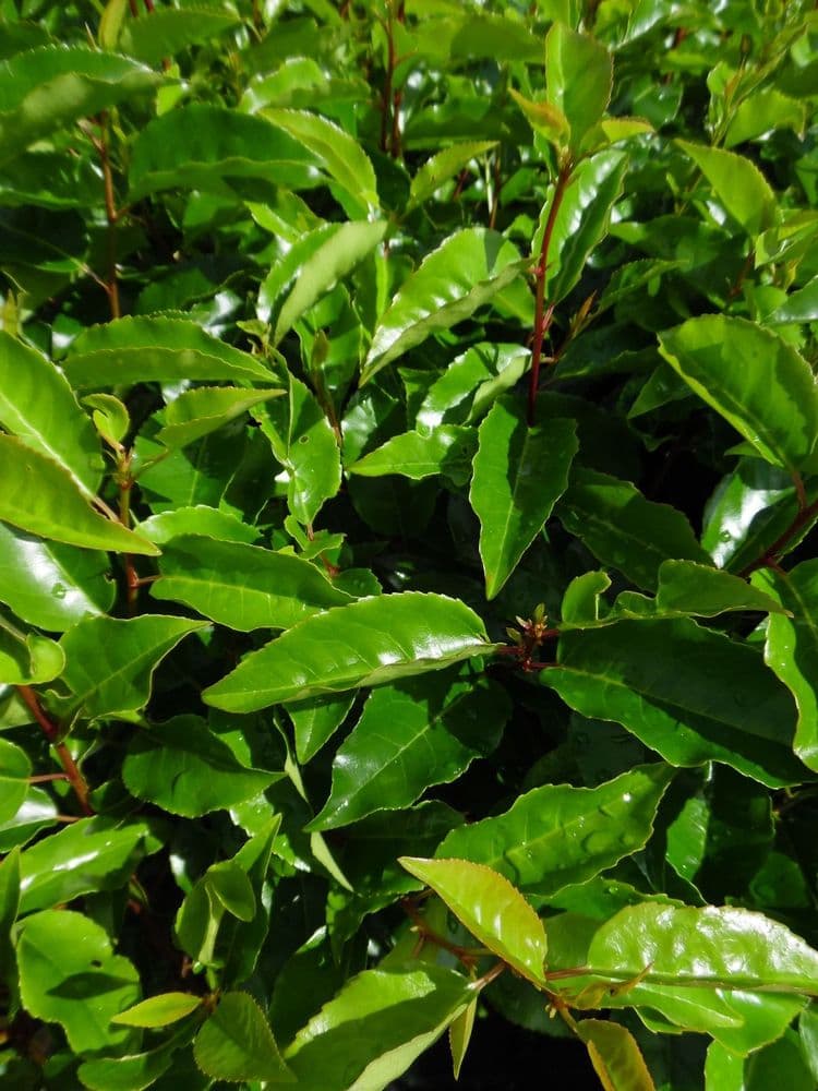 Prunus lusitanica AGM 2L Pot 50-60cm