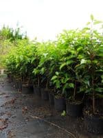 Prunus lusitanica AGM  2L Pot 60-80cm