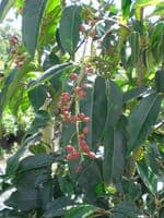 Prunus lusitanica AGM  2L Pot 60-80cm