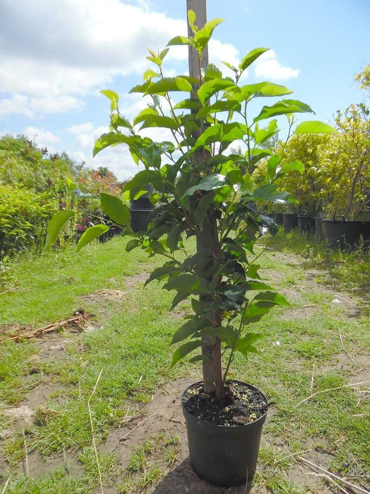 Prunus lusitanica AGM 2L Pot 60-80cm