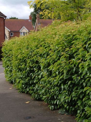 Prunus lusitanica AGM 35L /50L Pot 180-200cm