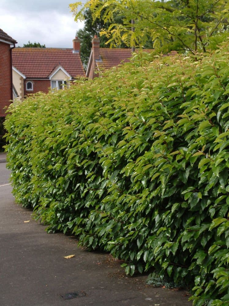 Prunus lusitanica AGM  35L Pot 160-180cm