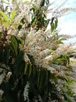 Prunus lusitanica AGM  70L Pot  180-200cm