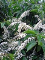 Prunus lusitanica AGM  70L Pot  200cm plus