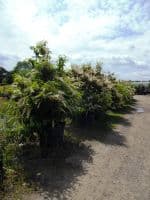 Prunus lusitanica AGM  70L Pot  200cm plus