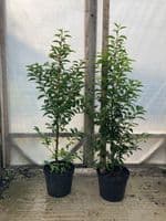 Prunus lusitanica Angustifolia 10L  Pot 100-120cm