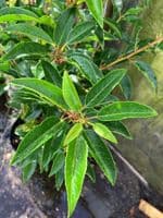 Prunus lusitanica Angustifolia 10L  Pot 100-120cm