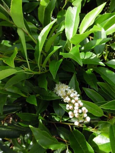 Prunus lusitanica Angustifolia 10L  Pot 100-120cm