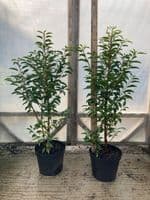 Prunus lusitanica Angustifolia 10L Pot 80-100cm