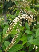 Prunus lusitanica Angustifolia 15L Pot 120-140cm