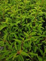 Prunus lusitanica Angustifolia 20L Pot 140-160cm