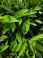 Prunus lusitanica Angustifolia 20L Pot 140-160cm