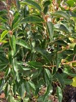 Prunus lusitanica Angustifolia Root-Balled 120-140cm