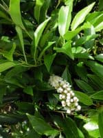 Prunus lusitanica Angustifolia Root-Balled 120-140cm