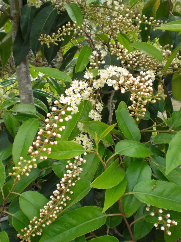 Prunus lusitanica Angustifolia Root-Balled 120-140cm