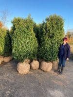 Prunus lusitanica Angustifolia Root-Balled 200-225cm
