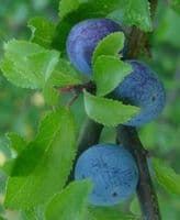 Prunus Spinosa  Transplanted Bare root  Plants 60-80cm 1 year