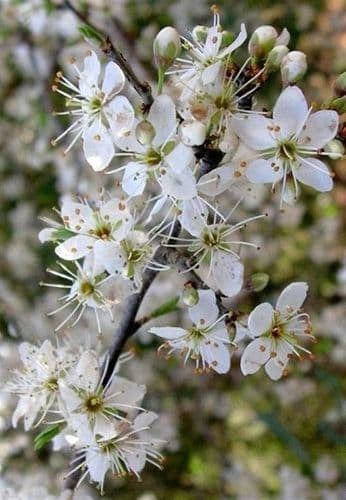 Prunus Spinosa  Transplanted Bare root  Plants 60-80cm 1 year