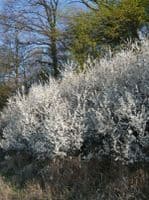 Prunus Spinosa Transplanted Bare root Plants 80-120cm