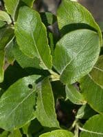 Salix Caprea Transplanted Bare root Plants 80-120cm