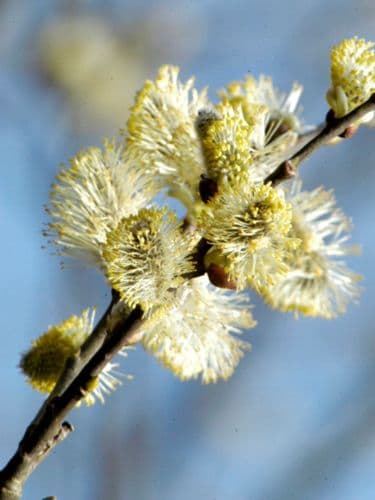 Salix Caprea Transplanted Bare root Plants 80-120cm