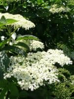 Sambucus Nigra Transplanted Bare root Plants 60-100cm