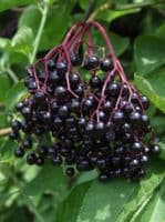 Sambucus Nigra Transplanted Bare root Plants 60-100cm