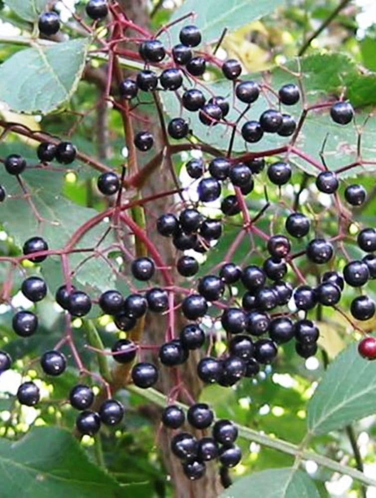 Sambucus Nigra Transplanted Bare root Plants 60-100cm