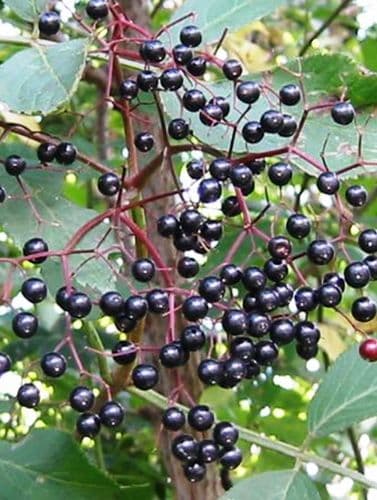 Sambucus Nigra Transplanted Bare root Plants 60-100cm