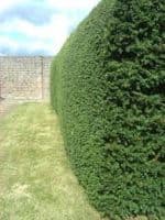 Taxus Baccata Transplanted Bare root Plants 30-40cm