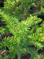 Taxus Baccata Transplanted Bare root Plants 30-40cm