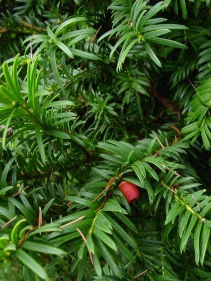 Taxus Baccata  Transplanted Bare root  Plants 40-50cm
