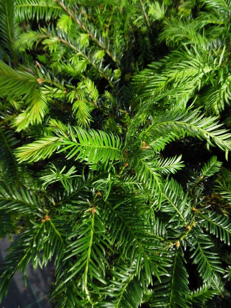 Taxus Baccata (Yew) 30L Pot  140-160cm