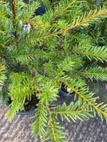 Taxus Baccata (Yew) 5L Pot  50-60cm