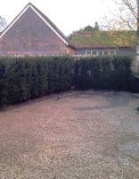 Taxus Baccata (Yew) 70L Pot  160-180cm