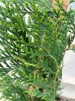 Thuja plicata Atrovirens AGM  10L Pot 100-120cm
