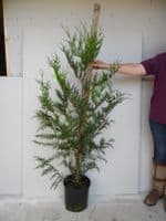 Thuja plicata Atrovirens AGM  10L Pot 120-140cm