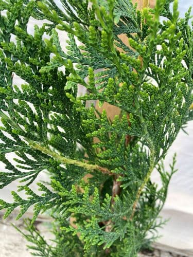 Thuja plicata Atrovirens AGM 20L Pot 180-200cm