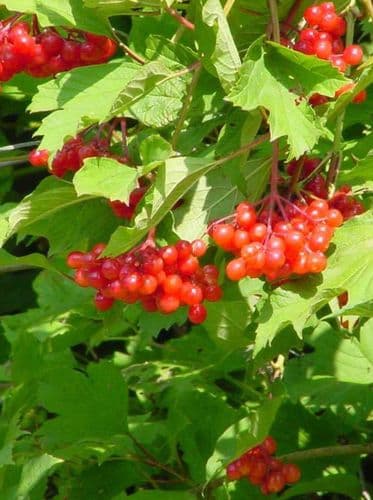 Viburnum Opulus Transplanted Bare root Plants 60-100cm
