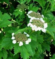 Viburnum Opulus Transplanted Bare root Plants 60-100cm
