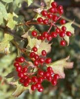 Viburnum Opulus Transplanted Bare root Plants 60-100cm
