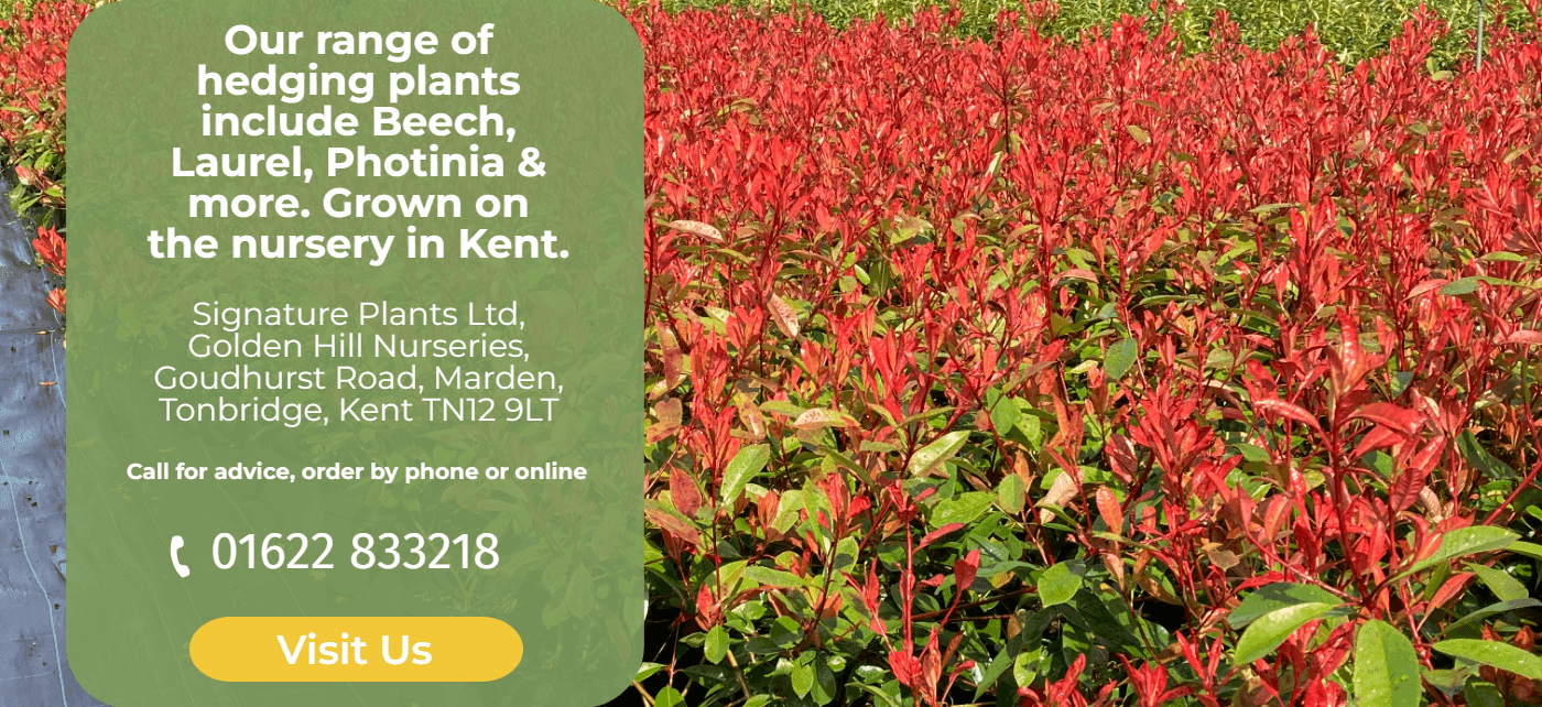 Signature plants hedging