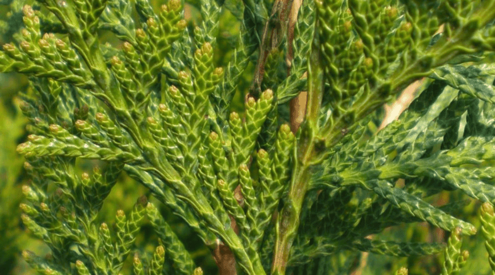 thuja western red cedar