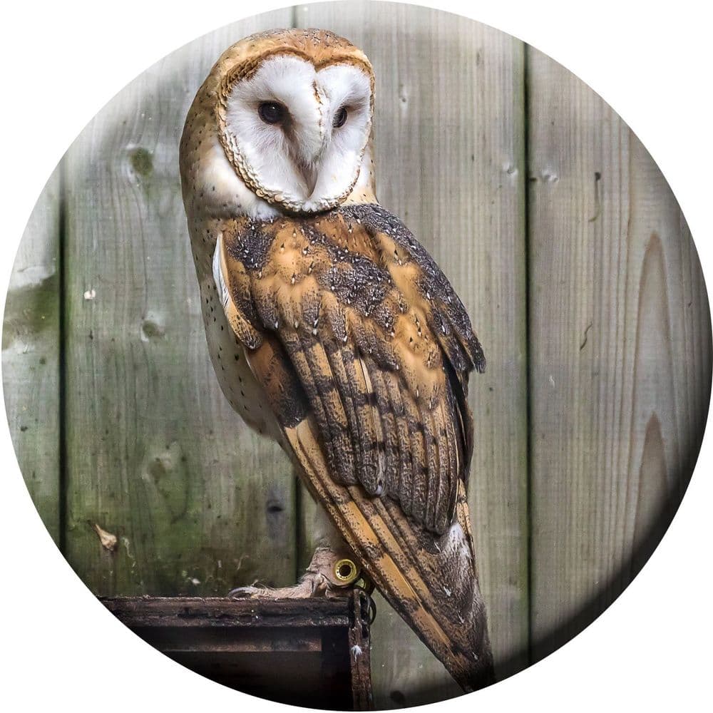 Barn Owl Wheel Cover
