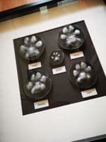 Framed Stone Pawprint (Custom frames)