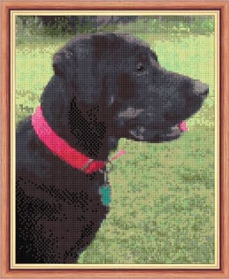 Black Labrador Dog with Brown Shades ~ 14 Count Cross Stitch 8